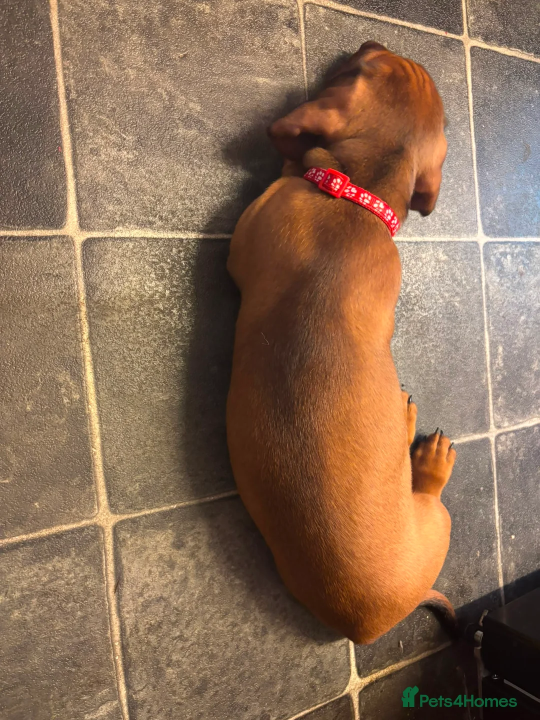 Dachshund dogs for sale: Home-Raised standard Dachshund Puppies - Advert 2