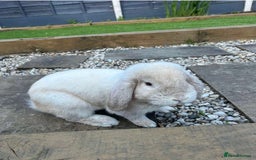 French Lop rabbits for sale: French lop male  - Image 1