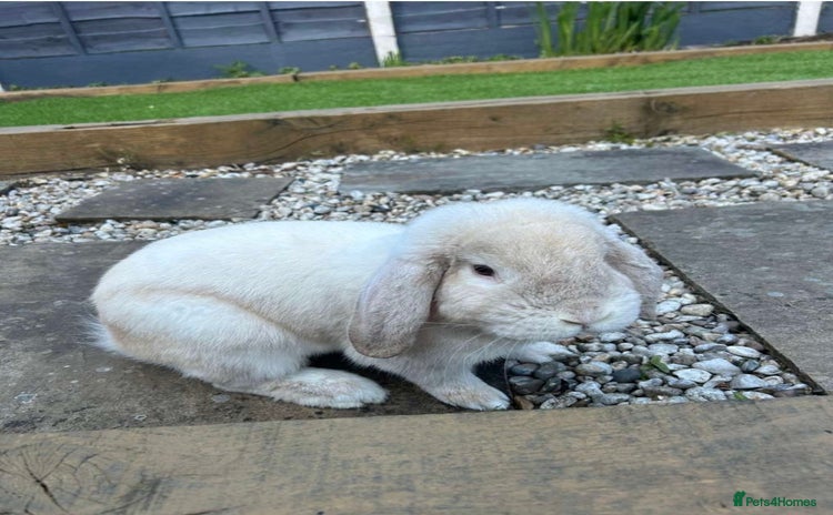 French Lop rabbits - Advert 2