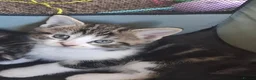 Mixed Breed cats for sale: 4 beautiful kittens - Advert 4