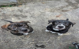 Mixed Breed dogs for sale: Two beautiful Staffy x Husky puppies  - Image 8