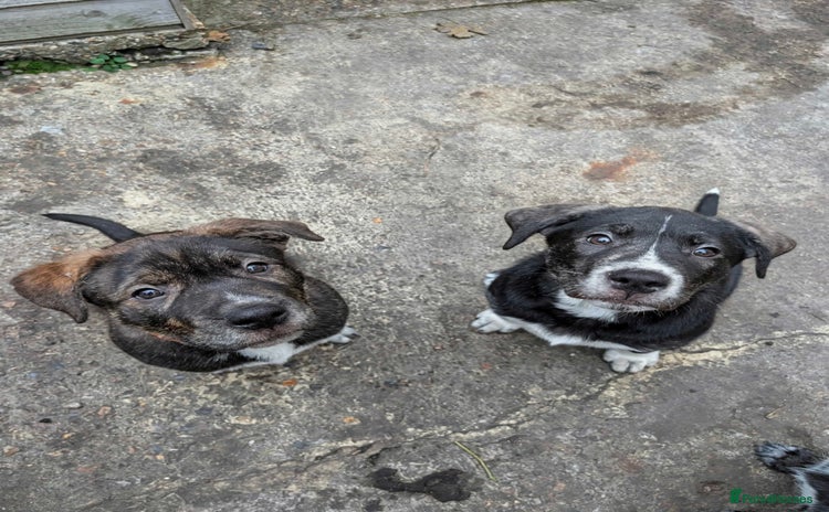 Mixed Breed dogs - Advert 1