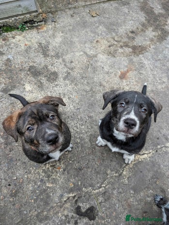 Mixed Breed dogs - Advert 1