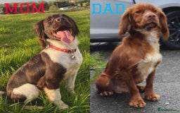 Cocker Spaniel dogs for sale: Cocker spaniel puppies for sale - Image 30