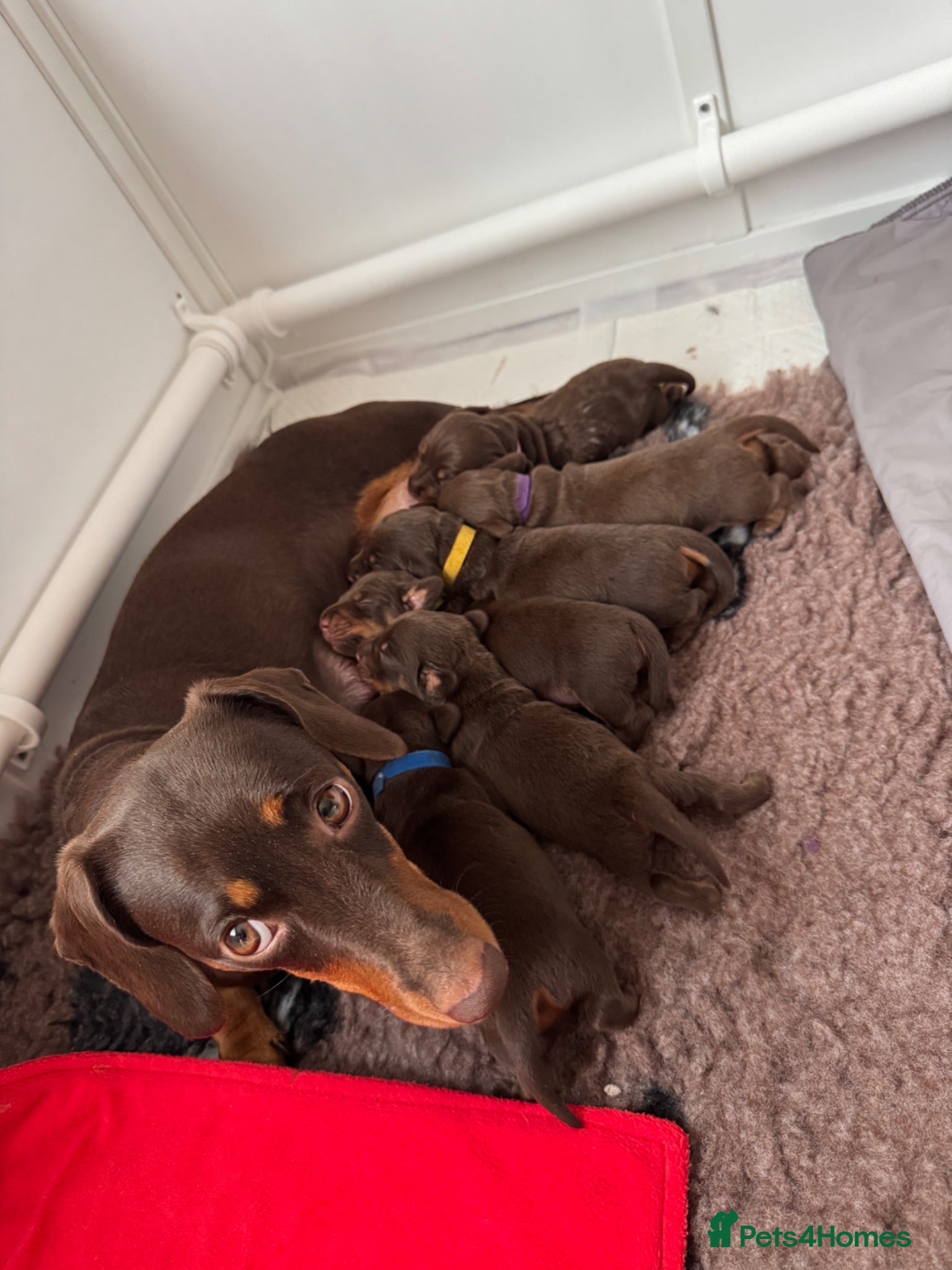 Miniature Dachshund dogs Chocolate and tan miniature dachshund puppies - Advert 2