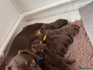 Miniature Dachshund dogs Chocolate and tan miniature dachshund puppies - Advert 10