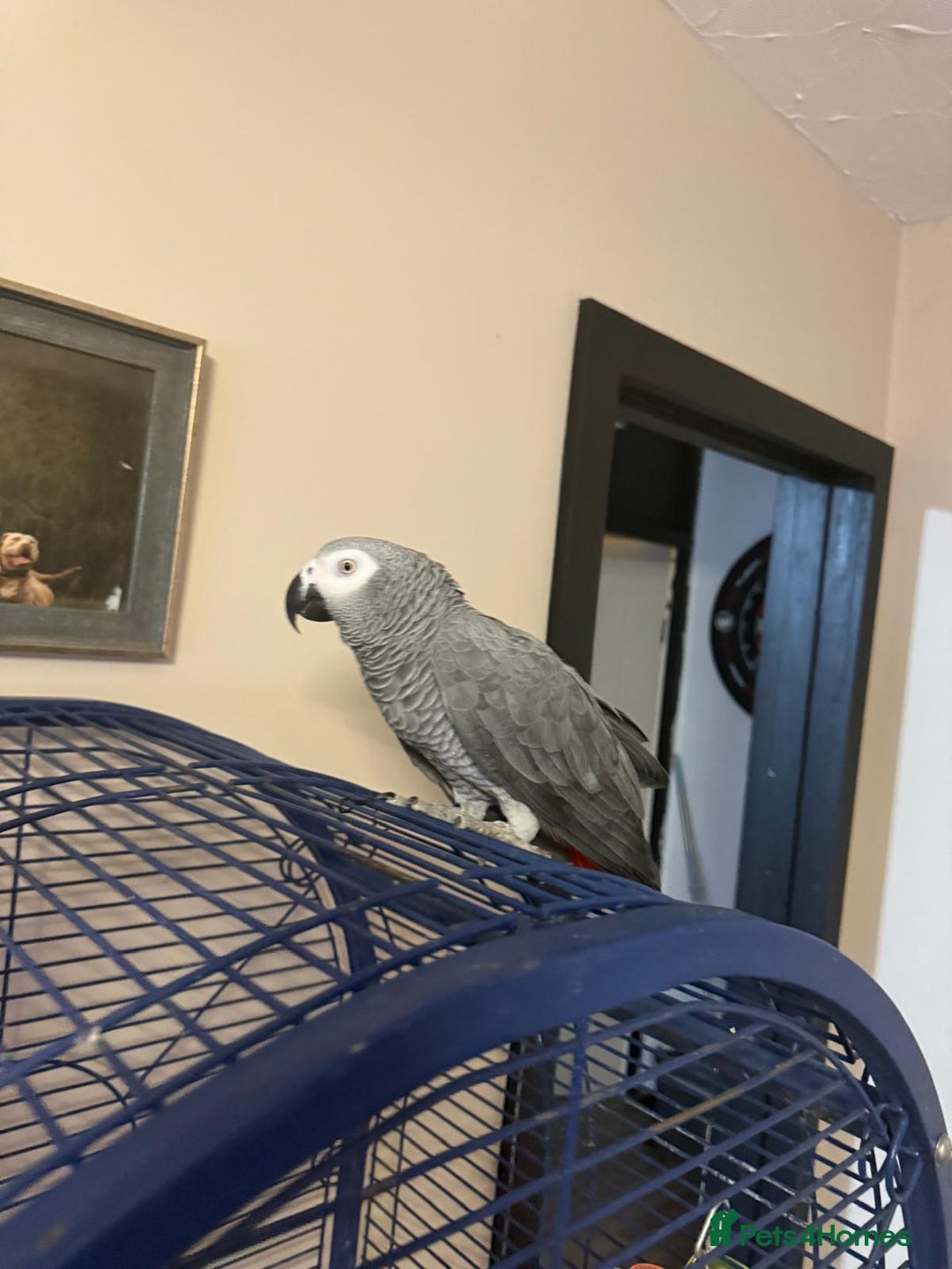 Parrots birds for sale: Tame African Grey  - Image 5