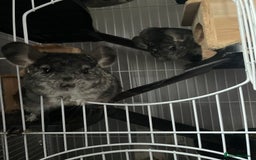 Chinchilla rodents for sale: Pair of female chinchillas looking for a new home - Image 10