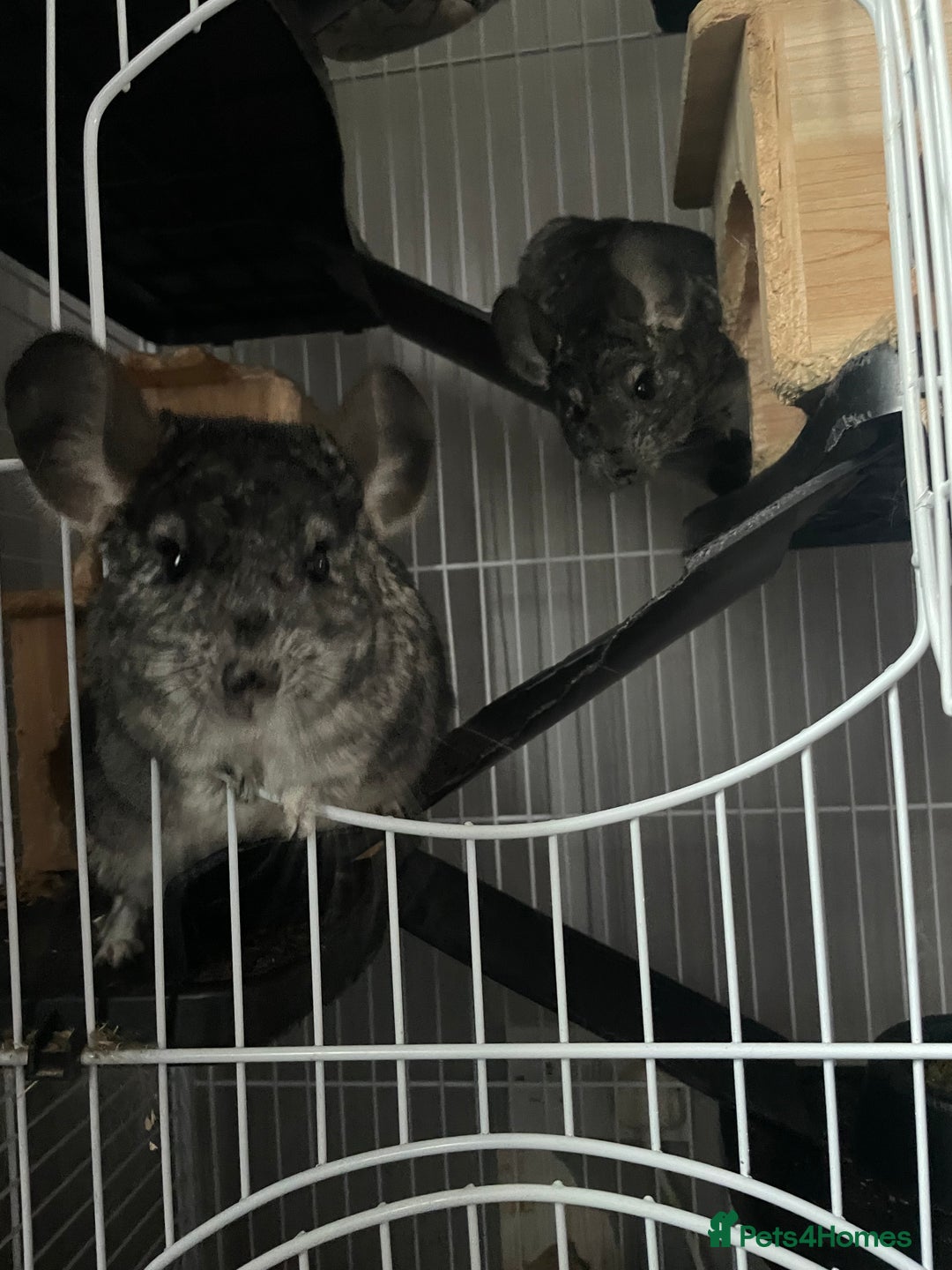 Chinchilla rodents for sale: Pair of female chinchillas looking for a new home - Image 10