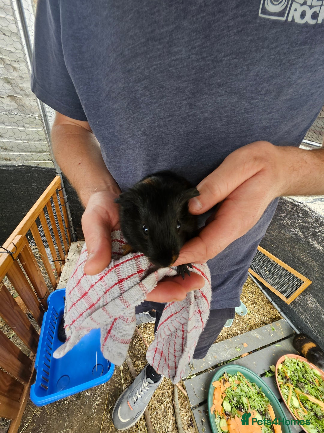 English rabbits for sale: Guinea pigs  - Image 5