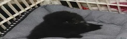 Pomeranian dogs for sale: Russian/Taiwan Pomeranian puppies - Advert 4