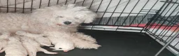 Bichon Frise dogs for sale: bichon frise puppies 2 boys 3 girls ready now  in Prenton - Advert 1