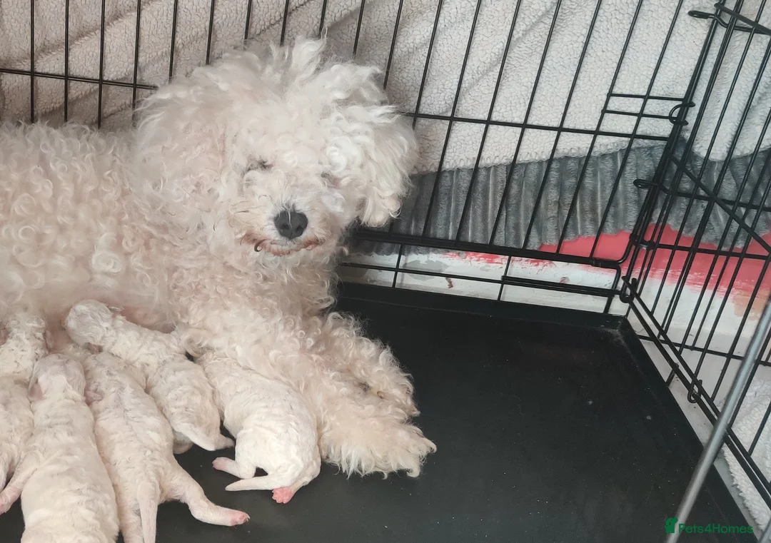 Bichon Frise dogs for sale: bichon frise puppies 2 boys 3 girls ready now  in Prenton - Advert 1