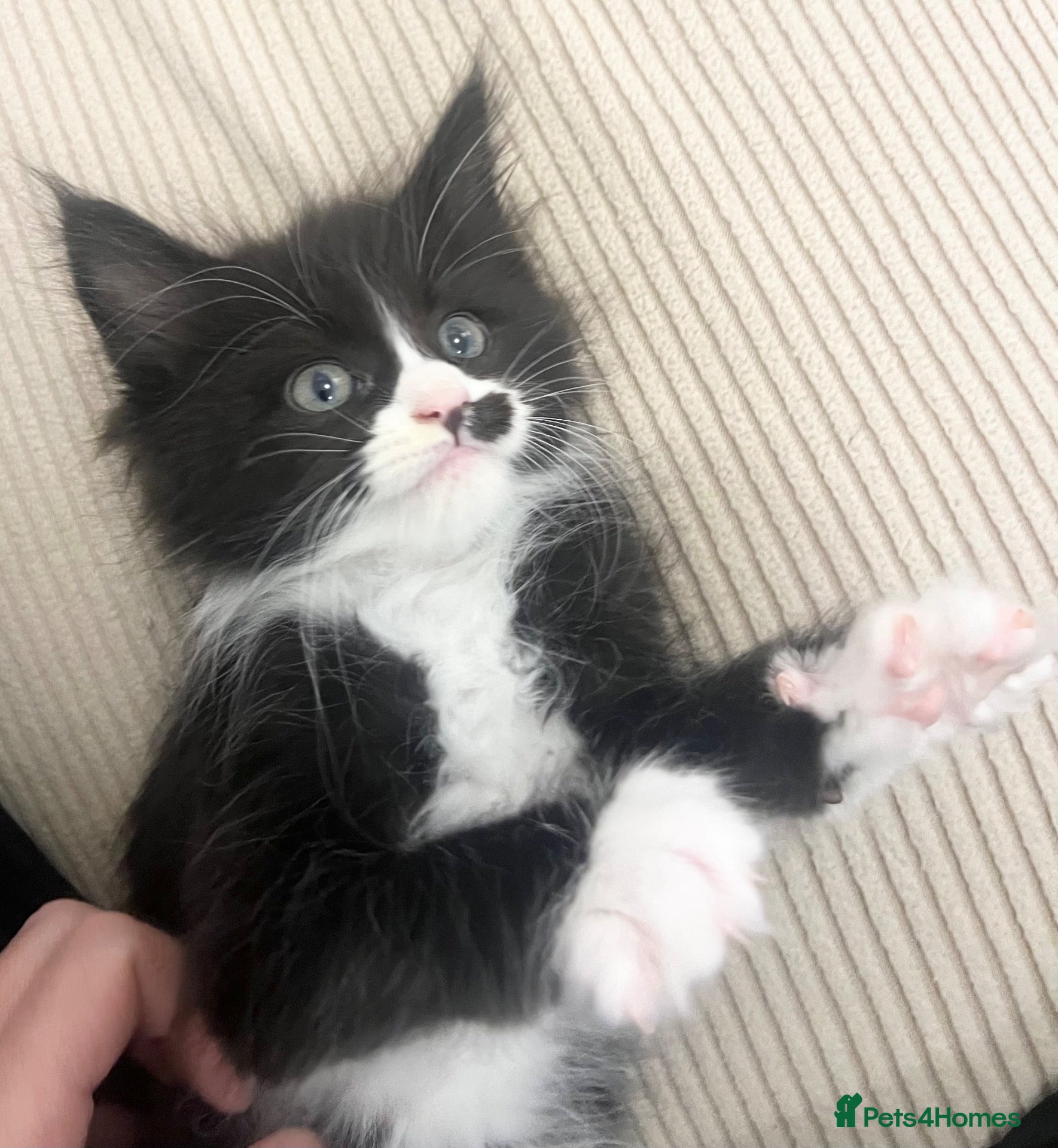 Maine Coon cats 1 female left CHEAP DUE TO HOLI dad Maincoon reg - Advert 7