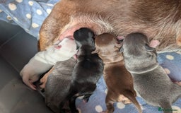 Chihuahua dogs for sale: 🐾 Adorable Chihuahua Puppies for Sale 🐾 - Image 3