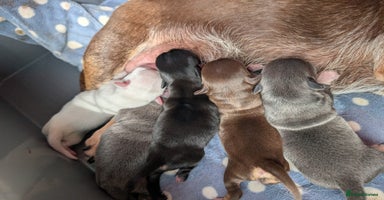 Chihuahua dogs - Advert 2