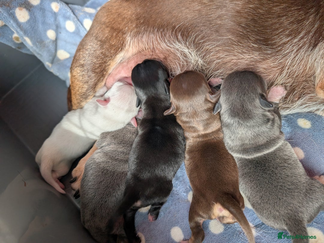 Chihuahua dogs for sale: 🐾 Adorable Chihuahua Puppies for Sale 🐾 - Image 3