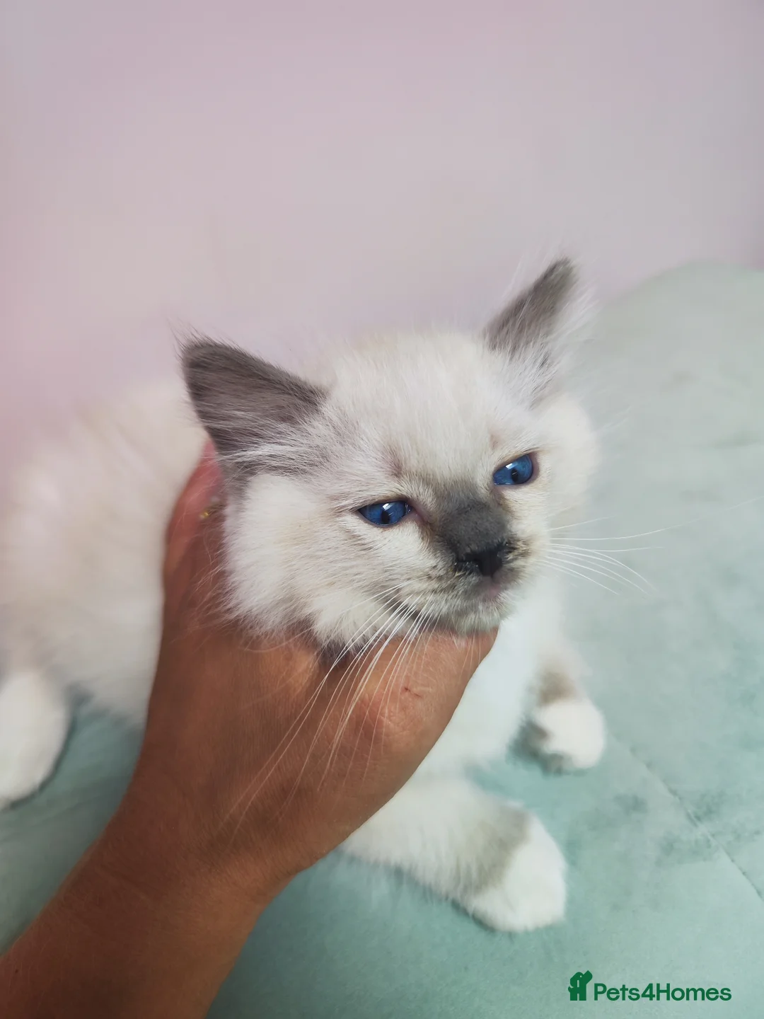Ragdoll cats for sale: Ragdoll kittens - Advert 2