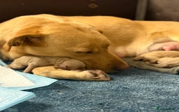 Labradoodle dogs for sale: 6 beautiful labradoodles - Advert 21