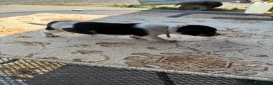 Jack Russell Puppy 4