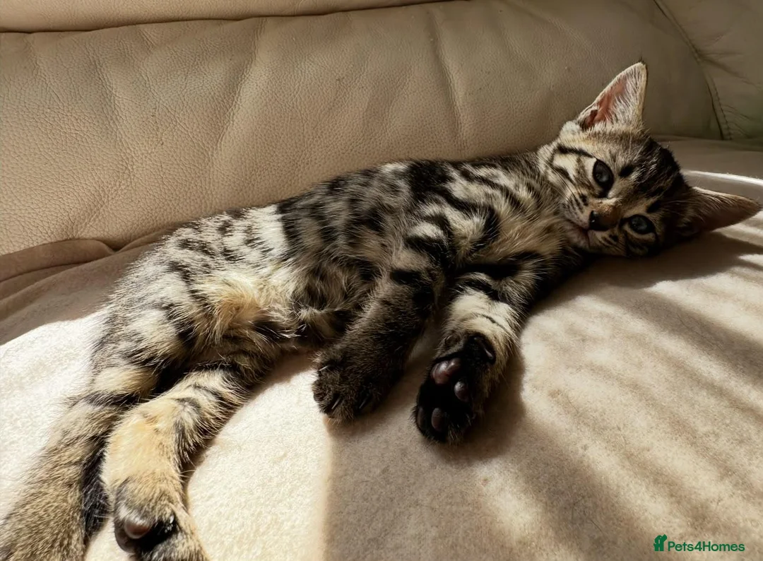 Bengal cats for sale: 🐾 Adorable Half Bengal Kitten – Ready Now! 🐾 in Broxburn - Advert 8