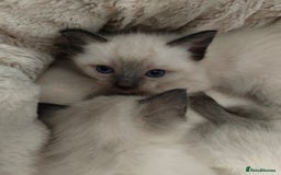 Siamese cats for sale: Siamese crossed with  Ragdol - Image 24