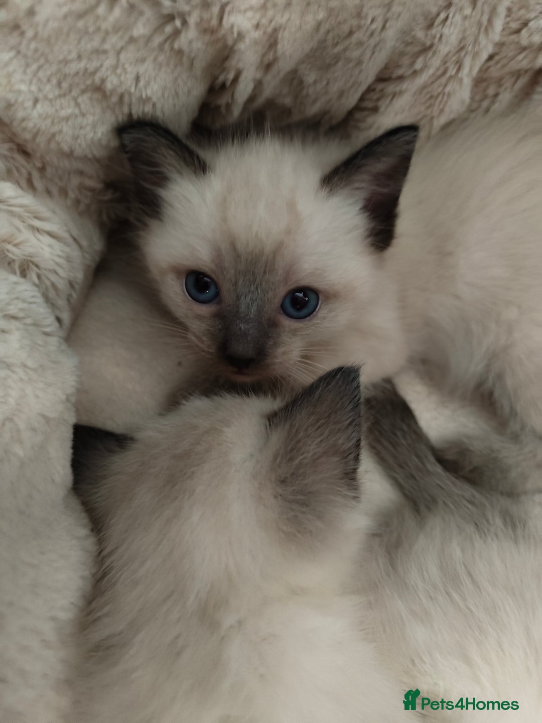 Siamese cats for sale: Siamese crossed with  Ragdol - Image 24
