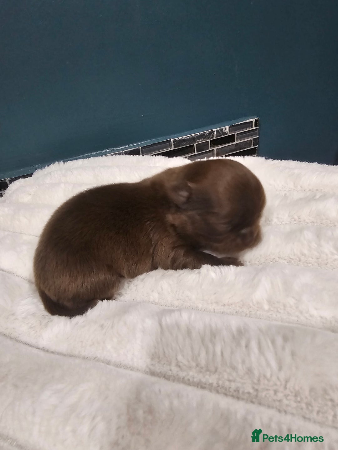 Chihuahua dogs for sale: Long hair tri chocolate apple head chihuahuas  - Advert 5