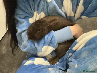 Mixed Breed rabbits Matteo male rabbit - Advert 5