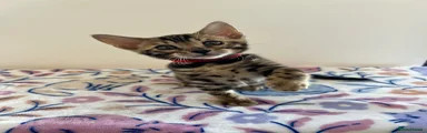 Bengal Kitten Red