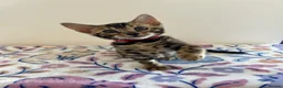 Bengal cats for sale: READY TO GO! Pure Pedigree Bengal Kittens TICA Reg - Advert 6