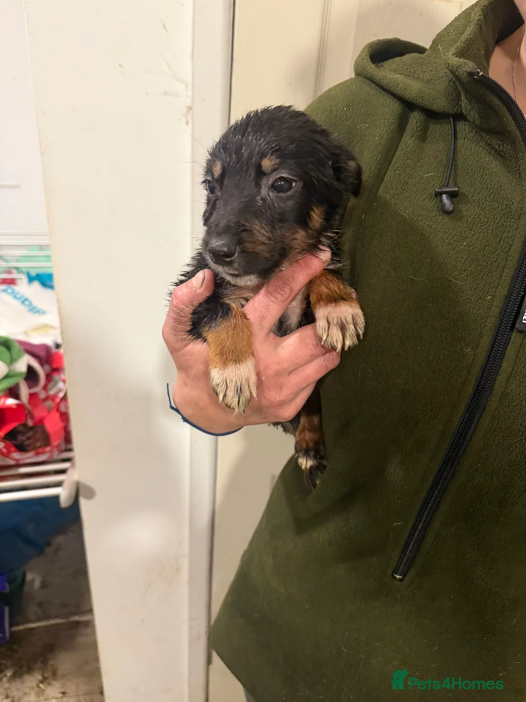 Mixed Breed dogs for sale: Beautiful Huntaway x Collie puppy’s  - Advert 2