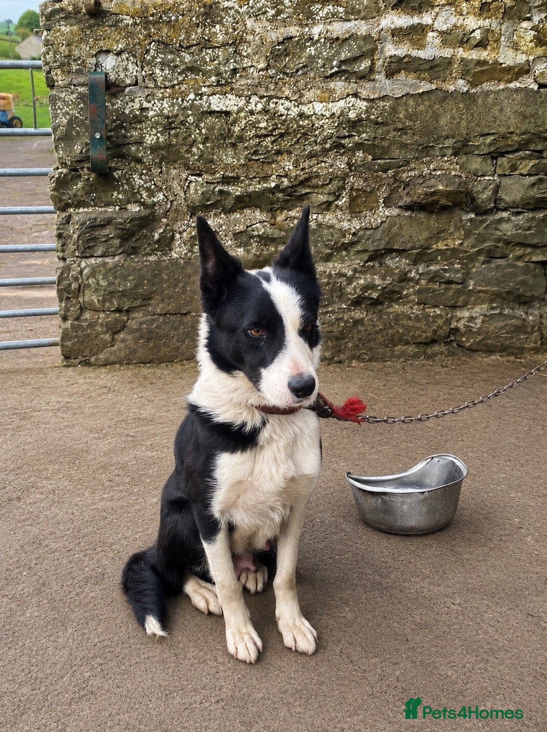 Border Collie dogs Border Collie Pups  - Advert 1