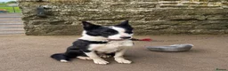 Border Collie dogs for sale: Border Collie Pups  in Sedbergh - Advert 1