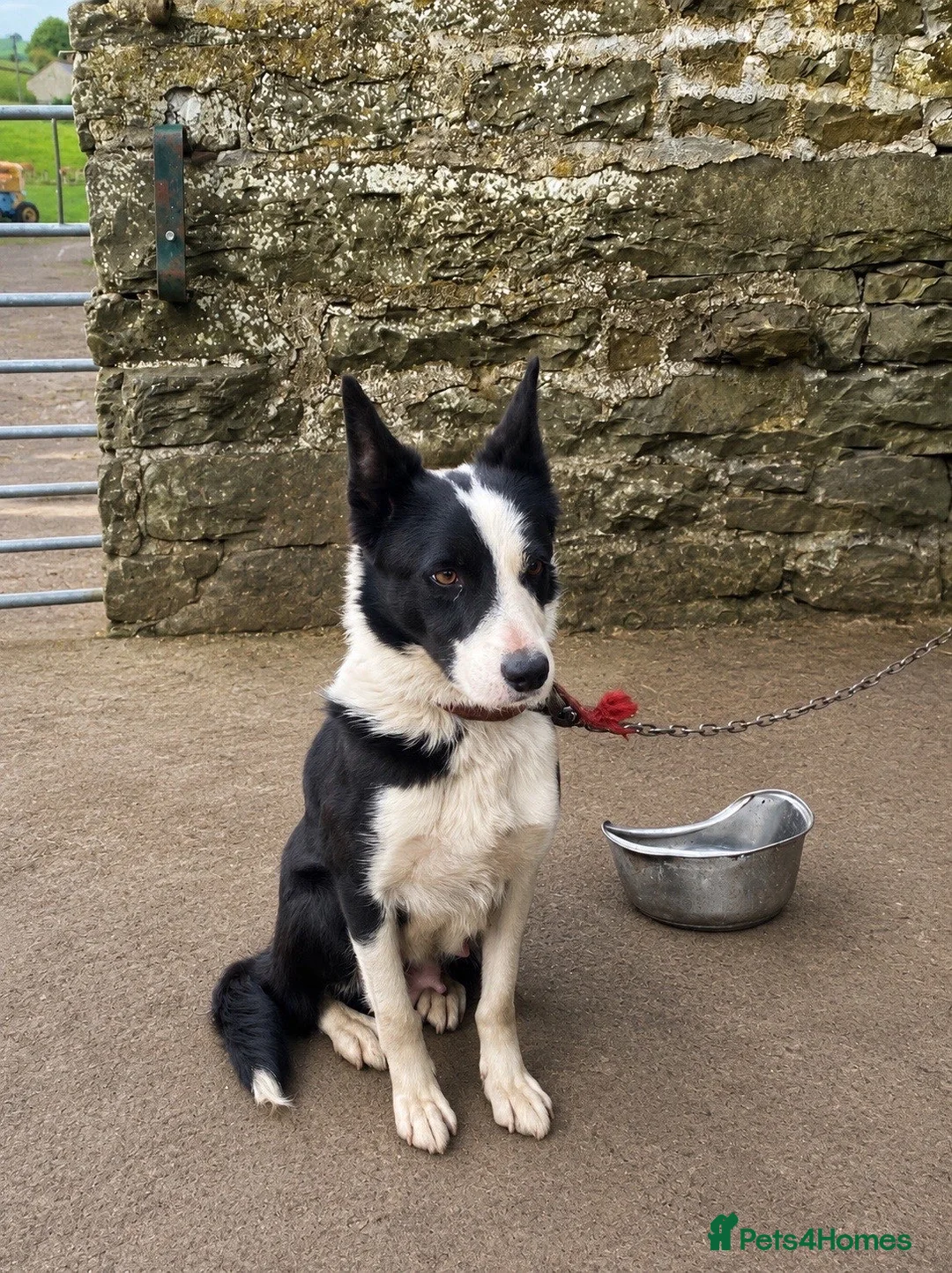Border Collie dogs for sale: Border Collie Pups  in Sedbergh - Advert 1