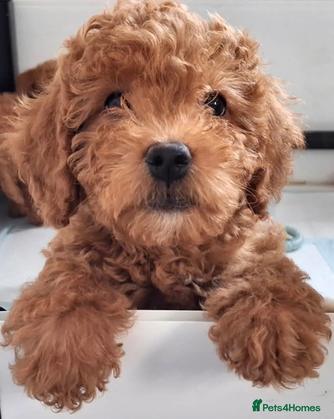 Labradoodle dogs for sale: keiras red fox miniature labradoodles  - Advert 2