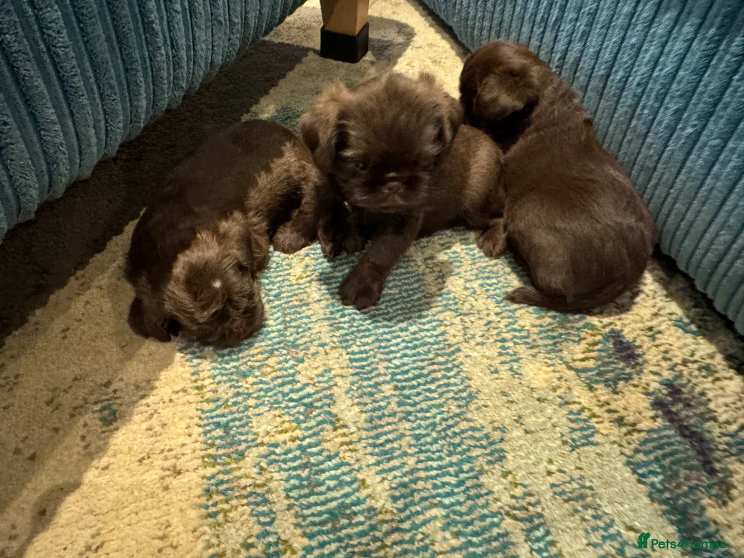 Griffon Bruxellois dogs for sale: Gorgeous Griffon Puppies  - Advert 4