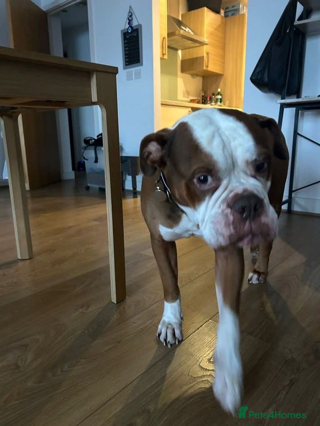 Mixed Breed dogs for adoption: Meet Tyson, currently residing in Hertfordshire  - Advert 6