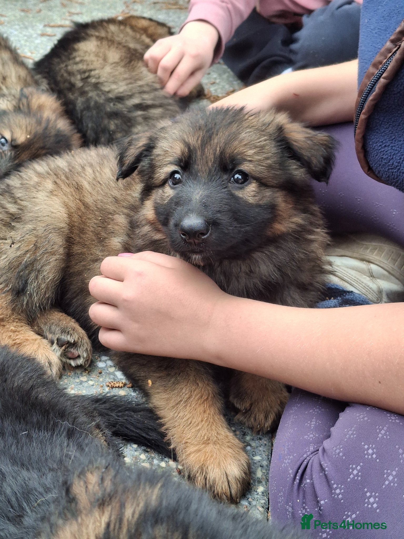 German Shepherd dogs KC Health Tested Gsd READY NOW! - Advert 18