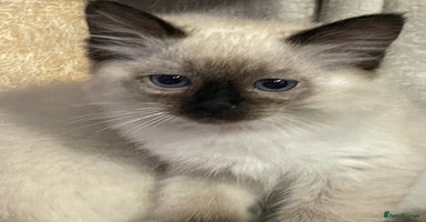 Ragdoll cats - Advert 1