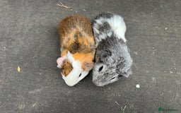 Guinea Pig rodents for sale: Stunning male baby guinea pigs  - Image 5