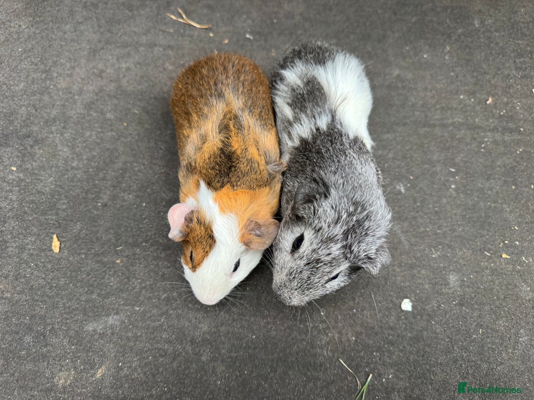 Guinea Pig rodents for sale: Stunning male baby guinea pigs  - Image 5