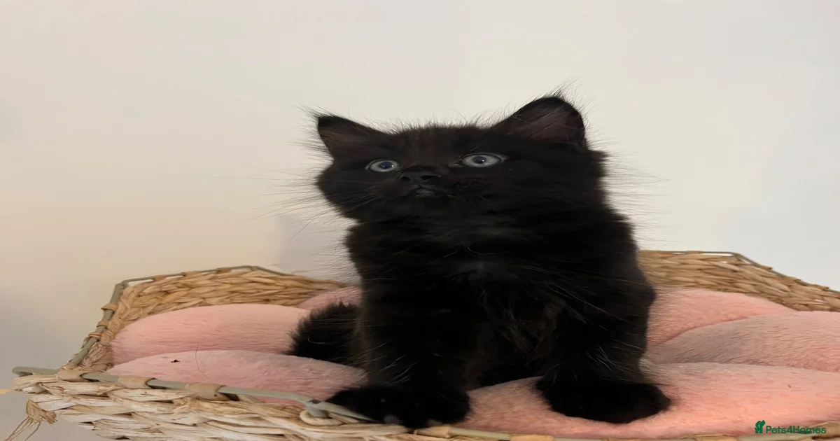 Mixed Breed Kittens for sale in Crediton, Devon | Pets4Homes