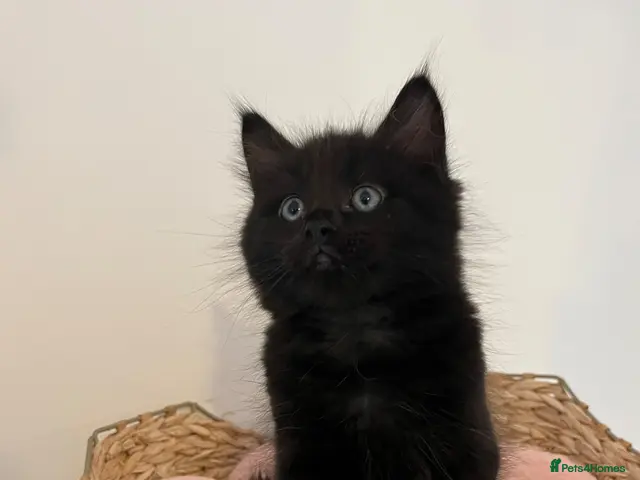 Mixed Breed cats for sale: Ragdoll cross Ready to go - Advert 14