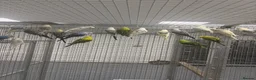 Budgerigars birds for sale: Stunning Various Baby Budgies  - Advert 3