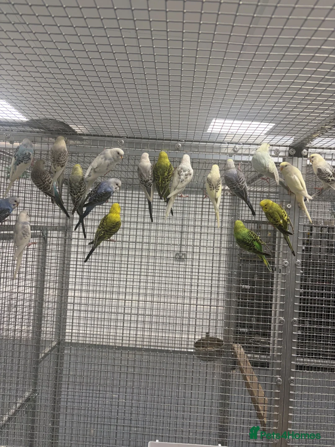 Budgerigars birds for sale: Stunning Various Baby Budgies  - Advert 3