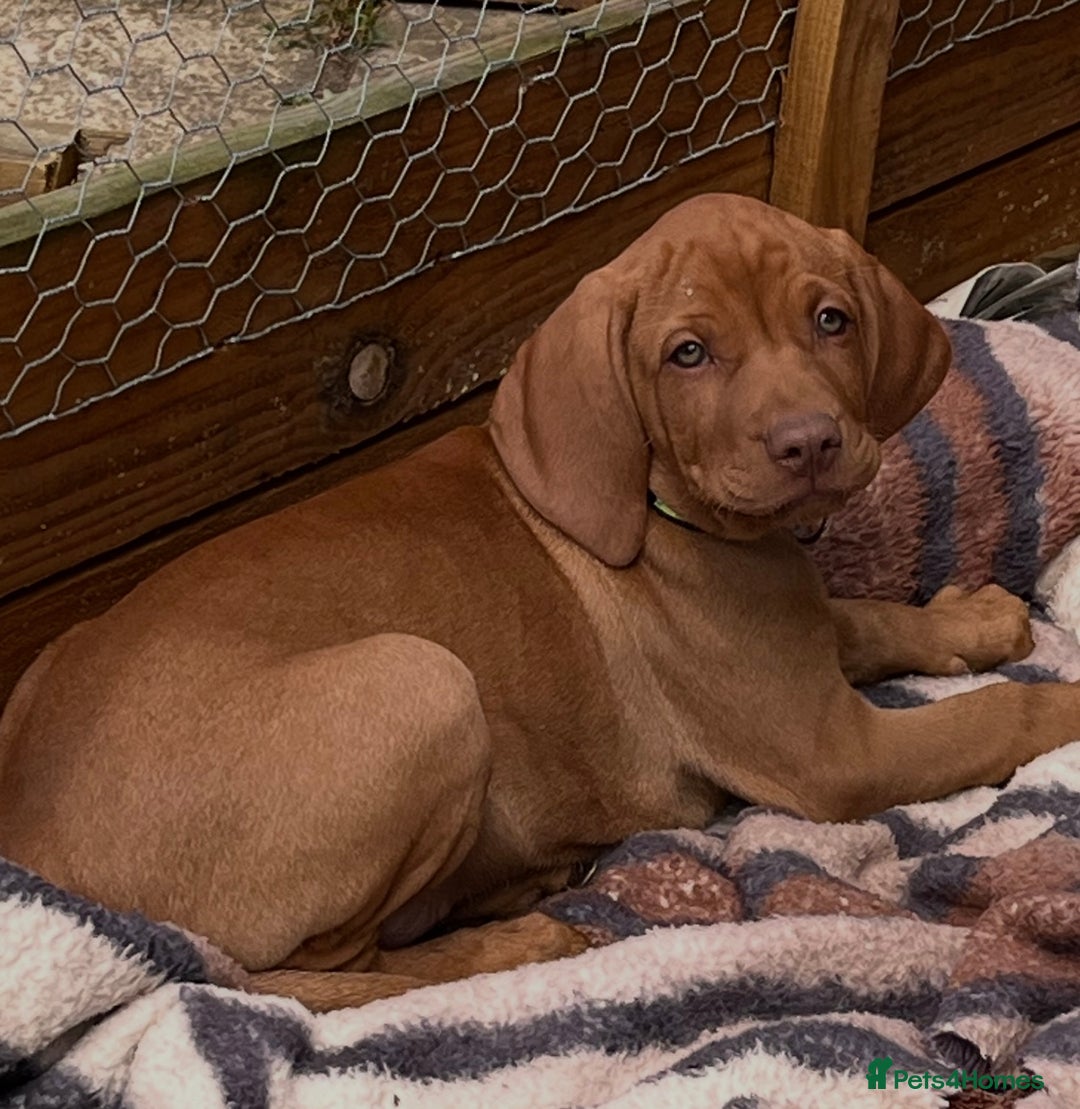 Hungarian Vizsla dogs for sale: Ready now - KC Hungarian Vizsla  - Image 4