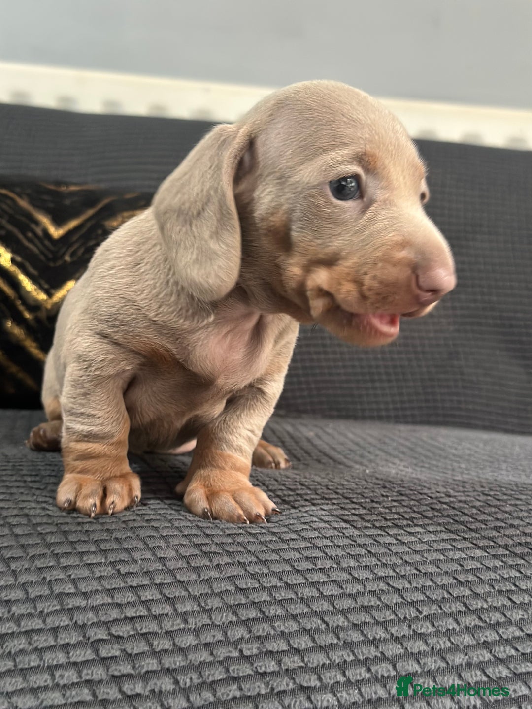 Dachshund dogs for sale: GORGEOUS DACHSHUNDS PUPPIES - Image 20