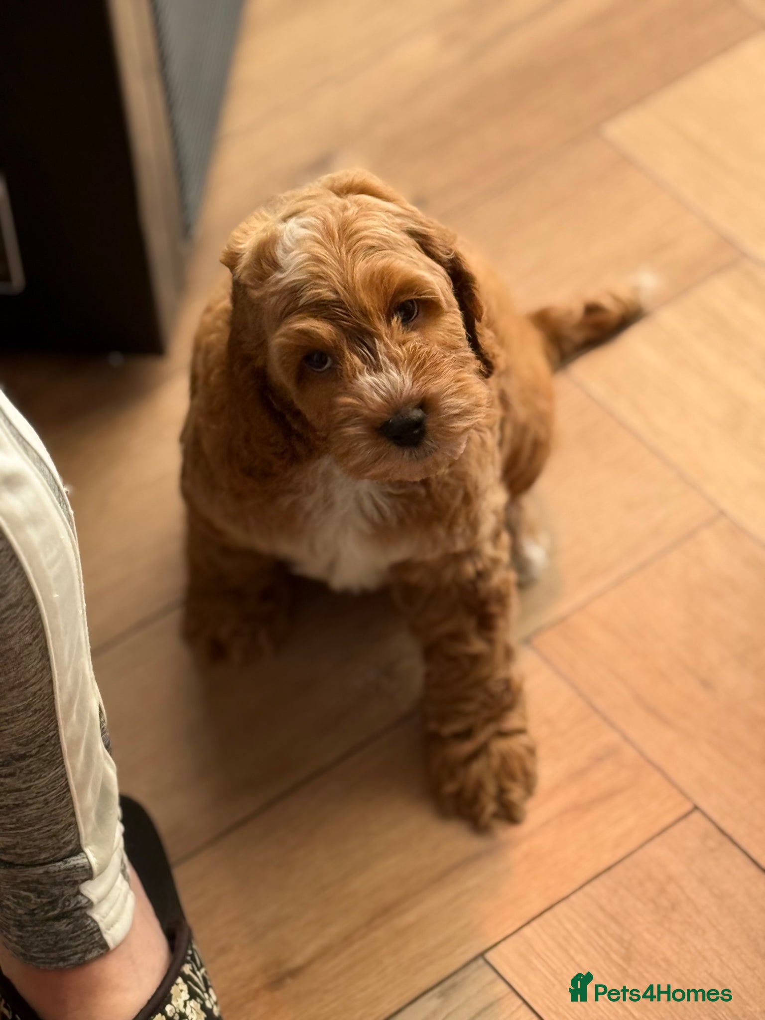 Cockapoo dogs F1 cockapoo puppies  - Advert 5