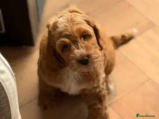 Cockapoo dogs F1 cockapoo puppies - Advert 5